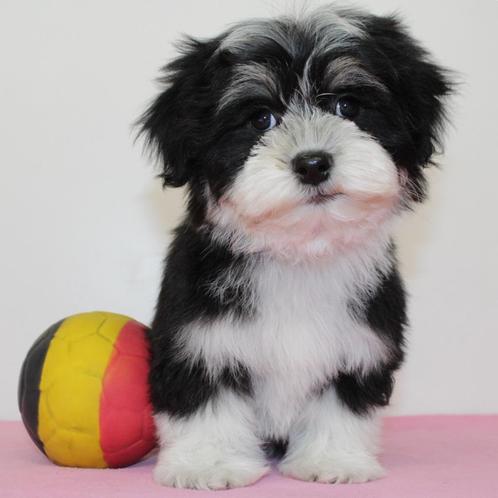 Havanezer - Belgische pups te koop, Dieren en Toebehoren, Honden | Chihuahua's en Gezelschapshonden, Meerdere dieren, Overige rassen