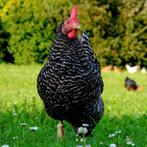 Kippen koekoek jonge hennen beschikbaar, Dieren en Toebehoren, Pluimvee, Vrouwelijk, Kip