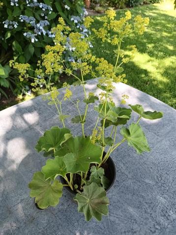 Alchemilla Mollis beschikbaar voor biedingen