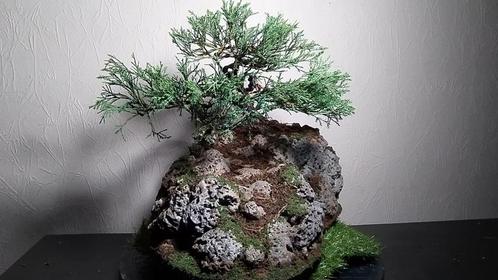 bonsaï juniperus s + pot fait main, Jardin & Terrasse, Plantes | Jardin, Enlèvement