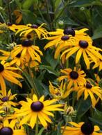 rudbeckia goldsturm in 2literpot  nog 2 stuks, Tuin en Terras, Planten | Tuinplanten, Ophalen