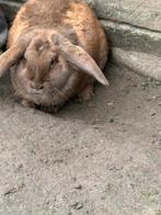 Groot hangoor konijn, Dieren en Toebehoren, Konijnen, Mannelijk, Groot, Hangoor, 0 tot 2 jaar