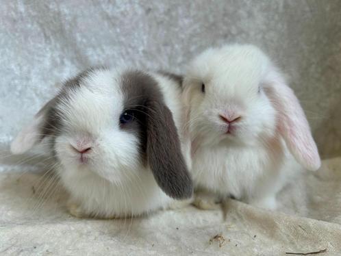 Prachtig mooi zeer lief handtam koppeltje Minilop konijntjes, Dieren en Toebehoren, Konijnen, Klein, Meerdere dieren, 0 tot 2 jaar