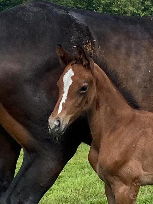 Op zoek naar een uitzonderlijk veulen? Chacco Blue, Diamant., Dieren en Toebehoren, Paarden, Meerdere dieren, Niet van toepassing