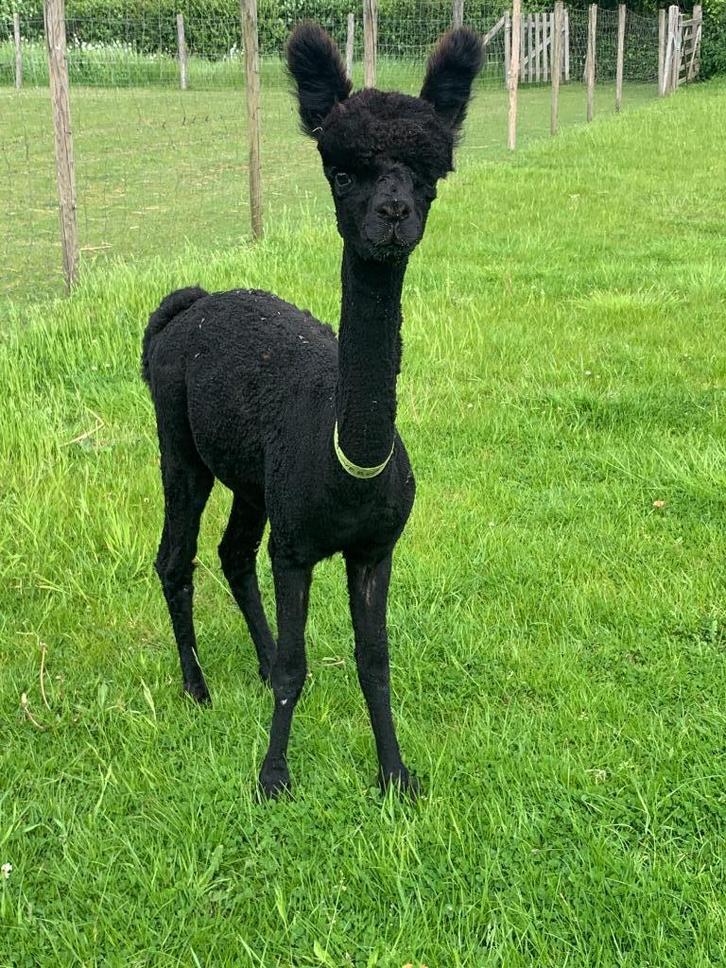Zwarte Alpaca Dekhengst – MVT Quicksilver, Dieren en Toebehoren, Overige Dieren, Mannelijk, Augustus