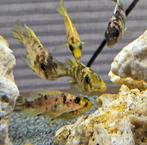 Aulonocara Yellow Berry malawi cichliden hobbykweek, Dieren en Toebehoren, Vis, Zoetwatervis