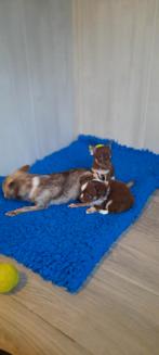 Lieve kleine chihuahua pups, Animaux & Accessoires, Chiens | Chihuahuas & Chiens de compagnie, Plusieurs, Chihuahua, Hépatite contagieuse (maladie de Rubarth)