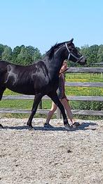 prachtige merrie met veel potentieel, Dieren en Toebehoren, Paarden, Merrie, B, 7 tot 10 jaar, 160 tot 165 cm