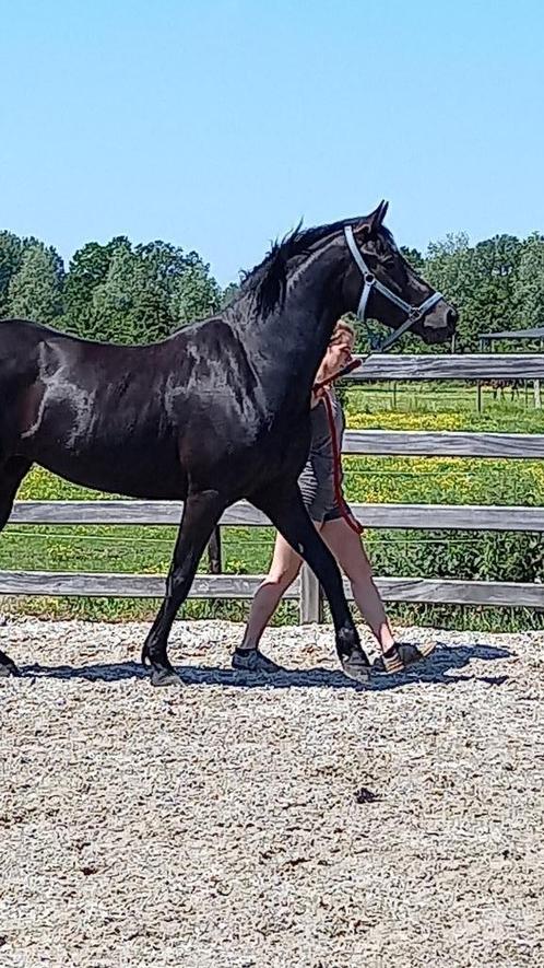 prachtige merrie met veel potentieel, Dieren en Toebehoren, Paarden, Merrie, B, 160 tot 165 cm, 7 tot 10 jaar, Met stamboom, Gechipt