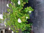 2 grote bloembakken met witre hortensias, Tuin en Terras, Ophalen