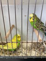 Grasparkieten, Mâle, Perruche, Bagué