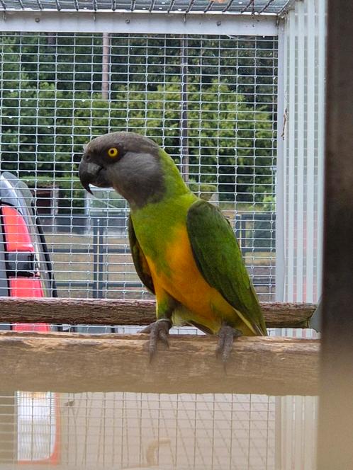 Jong bont boertje, Dieren en Toebehoren, Vogels | Parkieten en Papegaaien