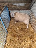 Schapen bokken, Dieren en Toebehoren