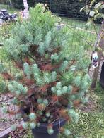 Kerstbomen, Tuin en Terras, Ophalen