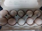 Ayam cemani œufs fécondé, Animaux & Accessoires, Enlèvement