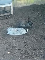 Koppel Vlaamse Reuzen, Animaux & Accessoires