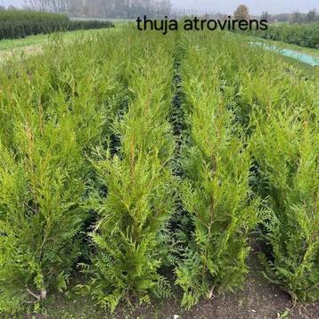 Thuja Atrovirens! beschikbaar voor biedingen