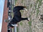 Mooie.irisch cob jaarling, Dieren en Toebehoren, Hengst, A pony (tot 1.17m), Recreatiepony