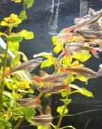 Hobbyaquarium Chinese Danio Longfin / Thanchthys Albonubes, Dieren en Toebehoren, Vissen | Aquariumvissen, Zoetwatervis, Schoolvis
