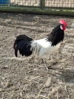 Mooie jonge lakenvelder haan 7 maanden oud, Dieren en Toebehoren