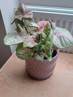 Heel mooi gezond plant, Ophalen