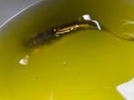 Koi 12cm, Karper of Koi