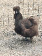 Zijdehoen hennen, Dieren en Toebehoren