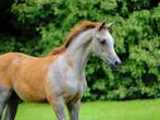 Arabisch Volbloed hengstje, Dieren en Toebehoren, Pony's, Hengst, Niet van toepassing, Gechipt, 0 tot 2 jaar