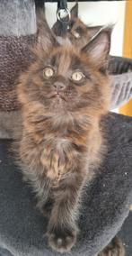 Maine Coon kittens met stamboom, Meerdere dieren, Met stamboom, 0 tot 2 jaar
