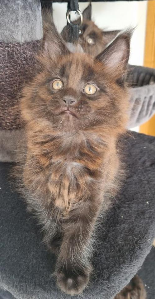Maine Coon kittens met stamboom, Dieren en Toebehoren, Katten en Kittens | Raskatten | Langhaar, Meerdere dieren, 0 tot 2 jaar