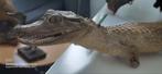 Taxidermie opgezette krokodil!!!, Collections, Collections Animaux, Reptile ou Amphibien, Utilisé, Animal empaillé, Enlèvement ou Envoi