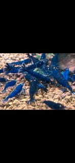 Royal blue tigers orange eyes (caridina), Dieren en Toebehoren, Vissen | Aquariumvissen, Kreeft, Krab of Garnaal