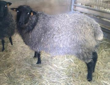 Jaarling ram Gotland schaap beschikbaar voor biedingen