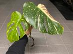 Monstera thai constellation nr1, Huis en Inrichting, Kamerplanten, Ophalen of Verzenden