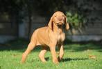 Vizsla pups, Dieren en Toebehoren, Honden | Setters en Staande honden, België, Overige rassen, CDV (hondenziekte), 8 tot 15 weken