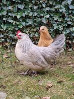 2 poules bassette liégeoise (bassette liégeoise), Femelle, Poule ou poulet
