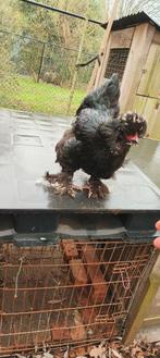 Parkbrahma brahma met kuif hen, Vrouwelijk, Kip