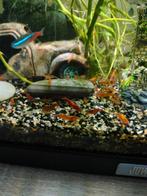 Garnalen, Kreeft, Krab of Garnaal, Zoetwatervis