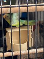 Perruche tete de prune, Animaux & Accessoires, Oiseaux | Perruches & Perroquets, Perruche