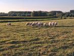 Ramlammeren te koop zowel voor fok en slacht, Dieren en Toebehoren, Mannelijk, Schaap, 0 tot 2 jaar