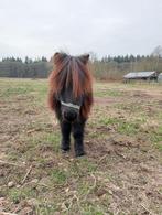 Shetland ruintje, Dieren en Toebehoren, Paarden en Pony's | Dekhengsten en Fokmerries