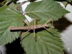 Neohirasea nana en kleine soort wandelde tak, Dieren en Toebehoren