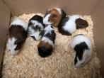 Kleine cavia's., Dieren en Toebehoren, Knaagdieren, Oktober, Cavia
