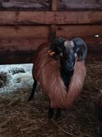 Mooie ram, Dieren en Toebehoren, Schapen, Geiten en Varkens