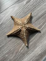 Gedroogde zeester, Verzamelen, Ophalen of Verzenden, Overige typen