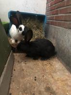 Vlinder konijnen, Dieren en Toebehoren, Konijnen