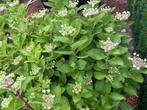 Te koop: grote Hortensia’s in pot, Tuin en Terras, Planten | Tuinplanten, Ophalen, Zomer, Overige soorten