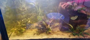 Aquarium hout  en planten  legholes en platen beschikbaar voor biedingen