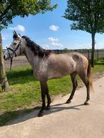 Des chevaux différents, Animaux & Accessoires, Vermifugé, Jument, B, Moins de 160 cm