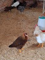 Leghorn, Dieren en Toebehoren, Pluimvee